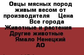 Овцы мясных пород живым весом от производителя. › Цена ­ 110 - Все города Животные и растения » Другие животные   . Ямало-Ненецкий АО